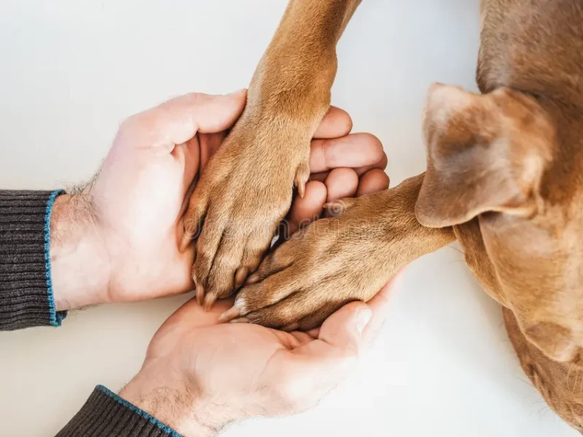 2-day Connect with paws