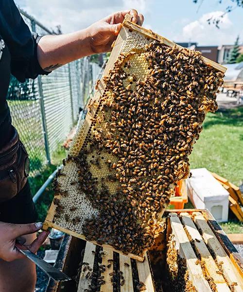 Buzz Honey