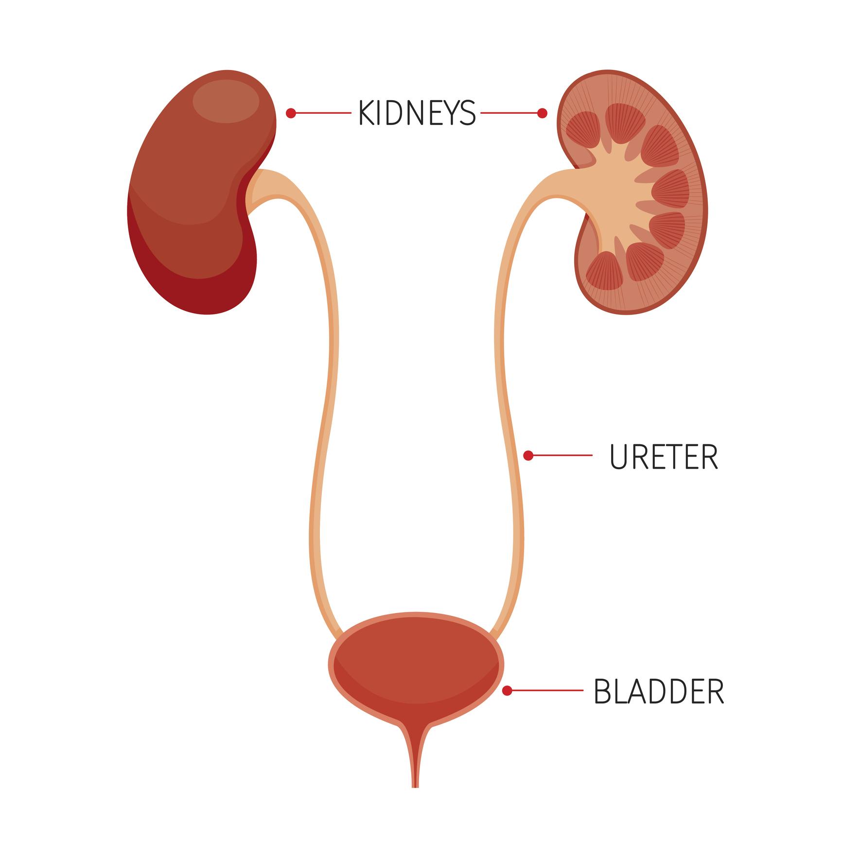 Herbal support for kidney and urinary problems