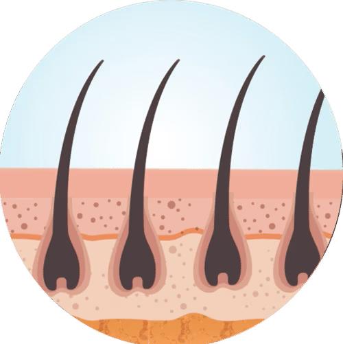 Gut Health